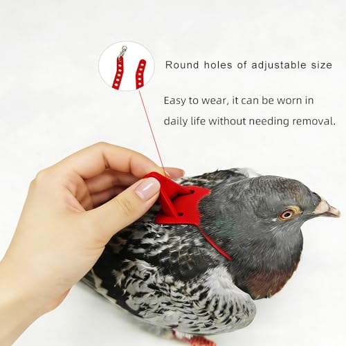 Adjustable Bird Harness & Leash Set for Small Birds,FitsBudgie,Parakeets, Conures, Cockatiels,Green Cheek,Quaker Parrots(Red, M) 6350-3 - color: Red, size: M,for Cockatiel and similar size birds