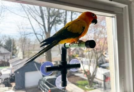 CleanPerch™ Window Bird Perch with Suction Cups. Grooming & Outside Viewing Perch for Parrots, Conures & Small Birds. Window-Mounted Bird Stand (Black/Green, 6") - color: Black/Green, size: 6"