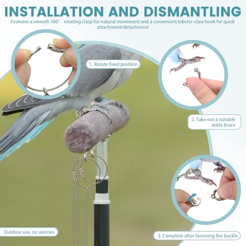 LELE LIFE 2 Pack 39in Bird Leash with 5 Sizes Ankle Rings, Stainless Steel Anti-Bite Parrot Bird Harness Flying Toy Training Chain Leg Rope Outdoor Parrot Alloy Foot Ring