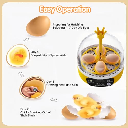 Tissting 4-Egg Mini Incubator with Transparent Lid | 7W Power & Humidity Control | Clear Viewing Window | Auto Egg Turning | for Chicken, Duck, Quail, Pigeon(Auto Turning) - color: 4 Eggs Auto Turning