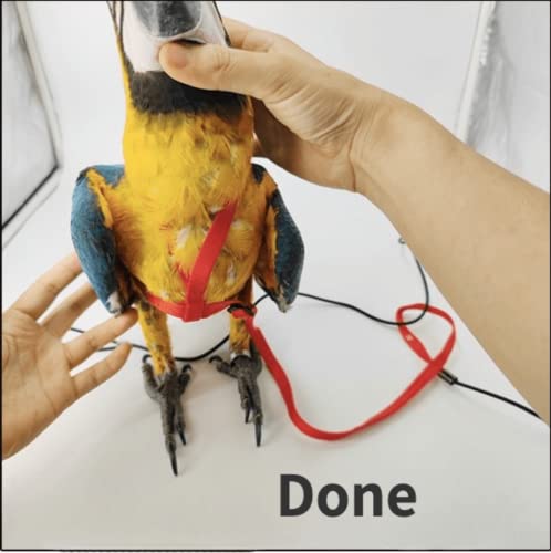 Adjustable Bird Harness with 78.7 Inch Leash, Outdoor Flying Training Rope Kit for Bird Parrots, Parrot Flying Rope Straps Outdoor Training Traction Rope for Small Medium Large Size Birds (S) - size: S
