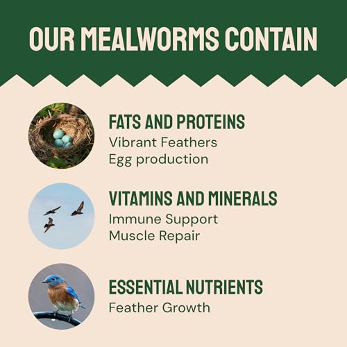 Hatortempt 1.8lb Dried Mealworms for Chickens, High Protein Bird Feed | High-Protein Blue Bird Food - Organic Diet Meal Worms - Hand Inspected Treats for Blue Birds, Robin, Ducks - 2 Yr Shelf Life - size: 1.8 Pound (Pack of 1)
