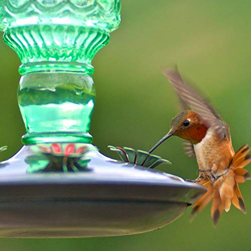 Perky-Pet Glass Bottle Hummingbird Feeder - Outdoor Garden Décor Humming Bird Feeder,8108-1SR - 10 Fl Oz Nectar Capacity - Durable Green Antique Design - Hang from Tree,Porch,Deck,Hook,(Pack of 6) - style: Green Bottle (Pack of 6)