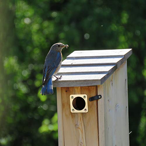 Metal Bird House Guard with Copper Portal Bird House Hole Protector Guard Replacement for Eastern Bluebird Houses Boxes 1 1/2 Inch Opening(8 Pieces)