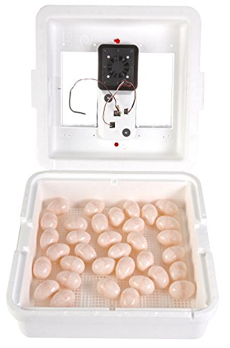 Little Giant® Digital Circulated Air Incubator | 41 Egg Capacity | Chick Egg Hatching Incubator with Circulated Fan, Temperature and Humidity Control | Made in USA - style: Incubator with Fan