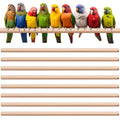 Sintuff 8 Pcs Bird Perches for Cage Accessories, Wooden Perch Rods Replacement with Double Head Slots, 0.6 Inch Diameter Natural Wood Stand for Parrot Macaw Cockatoo Parakeet (18 Inches) - size: 18 Inches
