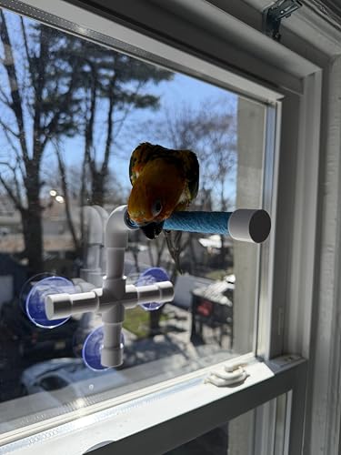 CleanPerch™ Window Bird Perch with Suction Cups. Grooming & Outside Viewing Perch for Parrots, Conures & Small Birds. Window-Mounted Bird Stand (White/Blue, 6") - color: Blue, size: 6"