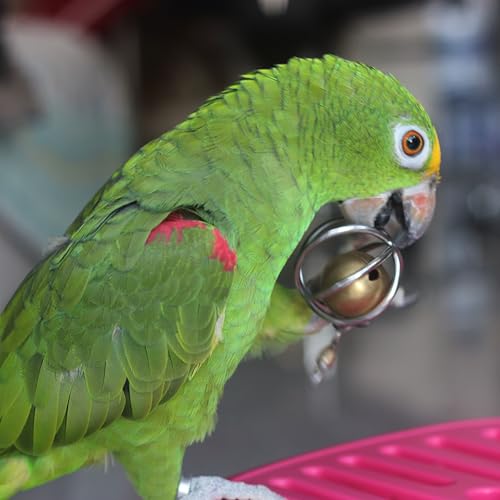 Heavy-Duty Stainless Steel Large Parrot Toy — Chew-Proof Foraging Ball (with Bell), Suitable for Macaws, Eclectus Parrots, Amazon Parrots, etc. (Medium) - size: Medium