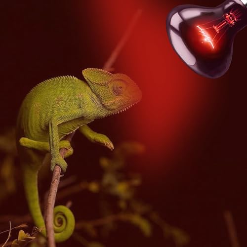 75W Red Infrared Heat Lamp Bulb, All-Day Basking Spot Lamp | Supports Thermoregulation & Natural Activity for Amphibians, Turtles, Chicken Coops & Brooders, E26 Base, 2-Pack - color: Infrared Heat Lamp, size: 75W Upgraded - 3.1"