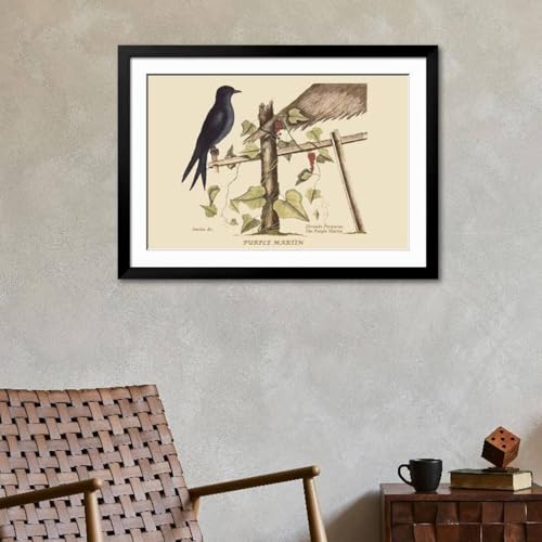 ART.COM Wall Art Print Purple Martin on Black Frame by Mark Catesby, 44" x 32" - color: Black Frame, size: 36"L x 24"W, style: Framed