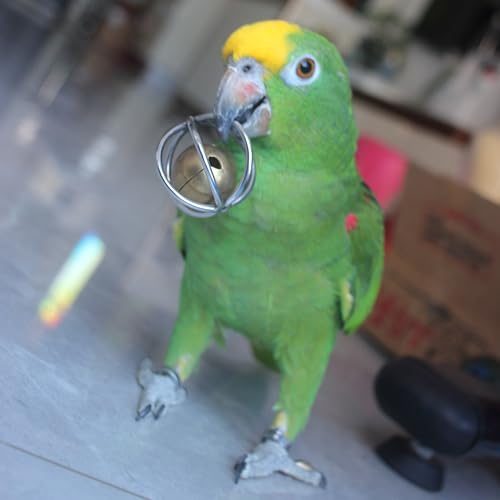 Heavy-Duty Stainless Steel Large Parrot Toy — Chew-Proof Foraging Ball (with Bell), Suitable for Macaws, Eclectus Parrots, Amazon Parrots, etc. (Medium) - size: Medium