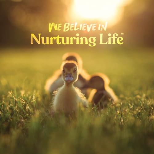 Manna Pro Duck Starter Grower Crumble with Probiotics, 8 lb Bag | Complete Duckling Feed, Added Probiotics, Supports Healthy Growth & Digestion, For Ducks & Young Geese - size: 8 Pound (Pack of 1)