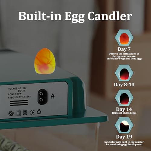 Egg Incubator for Hatching 16 Eggs|24 Quail Eggs, All-in-One Auto Incubator | Automatic Egg Turning, Precise Temperature Control, Stable Humidity Control, Adjustable Rollers for Duck, Goose, Pigeon Eggs