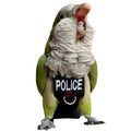 Bird Diaper Harness Flight Suit Clothes, Parrot Flight Suit with Leash for Parrot, Bird Flying Clothes with Rope and Handle for Outdoor Activities Training (Without Leash -XX-Large) - size: Without Leash -XX-Large
