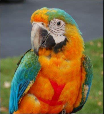 Aviator Bird Harness - color: red, size: L