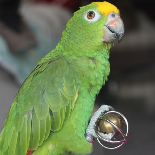 Heavy-Duty Stainless Steel Large Parrot Toy — Chew-Proof Foraging Ball (with Bell), Suitable for Macaws, Eclectus Parrots, Amazon Parrots, etc. (Medium) - size: Medium