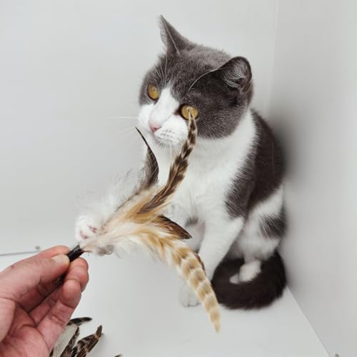 miwoowim 8PCS Natural Unstained Feather Refills for Cat Teaser Wand Toys | Handcrafted, non-toxic attachments with bells. Standard replacement fits most wands easily.interactive kitty teaser heads - color: 8 PCS Feather Refills