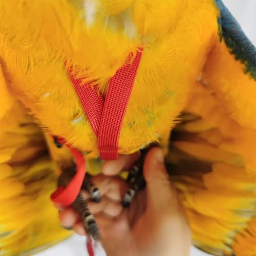 Adjustable Bird Harness with 78.7 Inch Leash, Outdoor Flying Training Rope Kit for Bird Parrots, Parrot Flying Rope Straps Outdoor Training Traction Rope for Small Medium Large Size Birds (XL) - size: XL