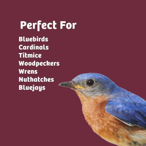 Birds Choice Bugs 'N Nuts Cylinder Seed | Wild Bird Food with Insects & Fruit | High-Energy Mix of Sunflower Hearts, Peanuts, Mealworms & Tree Nuts | High Protein & Bird Feed | 2.5 lbs (2-Pack) | High-Energy Mix of Sunflower Hearts, Peanuts, Mealworms and