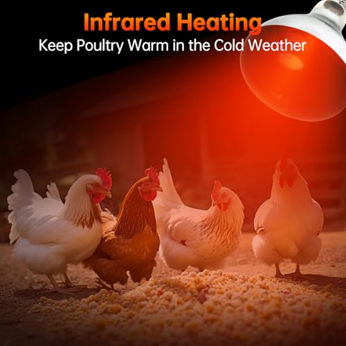 LUCKY HERP Heat Lamp for Chickens, 250 Watt Red Heat Lamp Bulbs, Infrared Heat Lamp for Chickens, Chicks, Reptile, Pets, Brooder Coop, Poultry (2 Pack) - size: 250*2