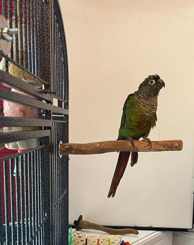 Polly's Single Bolt Hardwood Cage Perches Made in USA for Budgies, Parakeets, Cockatiels, Greys, Amazons, Blue & Gold Macaws, Cockatoos, Green Wing Macaws & Hyacinths. (Small) - size: Small