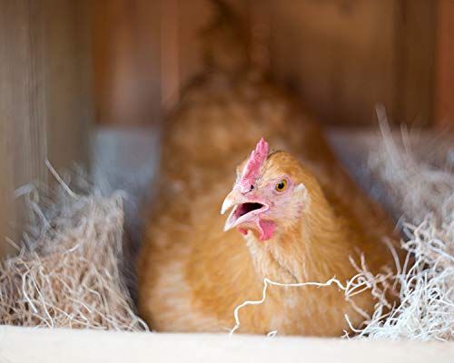 Laying Hen Nest Box Pads Made in USA from Sustainable Aspen Exceslior - 13x13 Nesting Box Liners (36 Pack) - size: 36 Pack