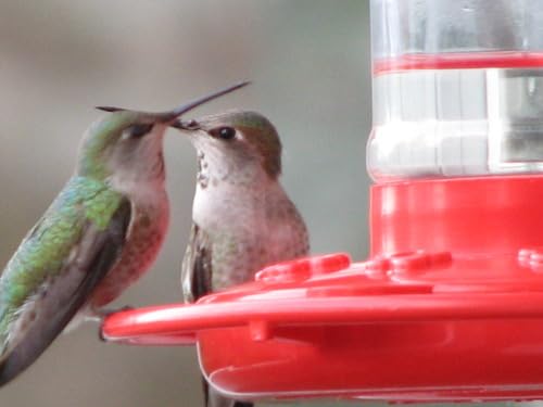 Rocky Mountain Goods Hummingbird Feeder – 16 oz Bright Red Plastic – Wide Mouth for Easy Filling and Cleaning – Includes S-Hook – Multiple Feeding Ports for More Hummingbirds