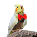 Bird Diaper Washable Reusable Parrot Flight Suit Nappies Protective Breathable Parrot Nappy Clothes for Parakeet, Macaw, Budgie, Canary, Cockatiel (Camouflage, Medium) - size: Medium