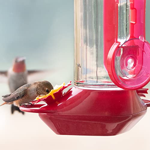 Perky-Pet Window-Mounted Glass Hummingbird Feeder - 14 fl oz Nectar Capacity - Entertaining Bird Watching - Glass Window Bird Feeder - 455-2 - Family Birdwatching - size: (Pack of 1)