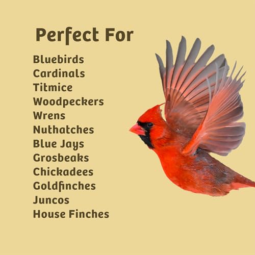 Birds Choice Peanut Butter No Melt Suet Cake | Rendered Beef Suet, Oats, Roasted Peanuts, Sunflower Oil, Corn | Premium Wild Bird Food for Year-Round Backyard Feeding | 11 oz (12-Pack) | Rendered Beef Suet with Oats, Roasted Peanuts, Sunflower Oil and Cor