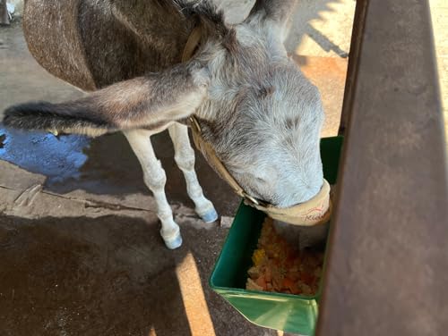 Large Feed Trough and Goat Feeder - 2 Pack Hanging Feeder with Clips, Waterer Bucket, Fence Feed Trough, Goat Supplies, 10 Quart - color: Greener