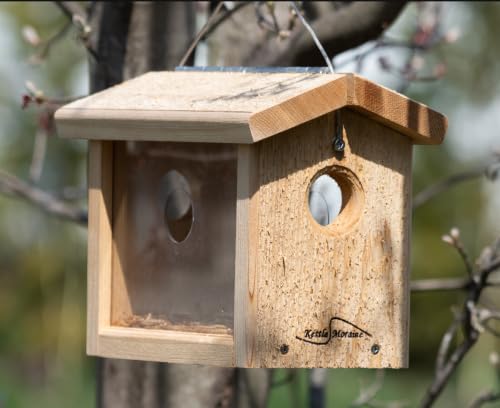 Cedar Hanging Bluebird Mealworm Feeder