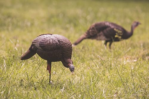 Avian-X LCD Feeder Hen Turkey Decoy with X-Factor Motion System – Realistic Lifelike Collapsible Standing Turkey, Durable Design, Carry Bag & Collapsible Stake for Hunting - style: HDR Feeding Hen
