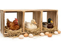 Nesting Boxes for Chickens, Oltara 3 Compartment Carbonized Wooden Egg Laying Nest Box for Chickens, Hens, Ducks,Bird Houses