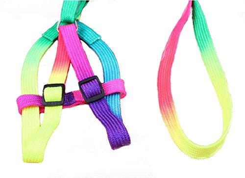 Hypeety Bird Harness and Leash with Buckle Adjustable Bird Vest for Outdoor | Adjustable chest 5.1-12.9'', adorable rainbow design, escape-proof buckles, anti bite training rope for macaw/large bird, M - size: 0.39 × 47.24 in