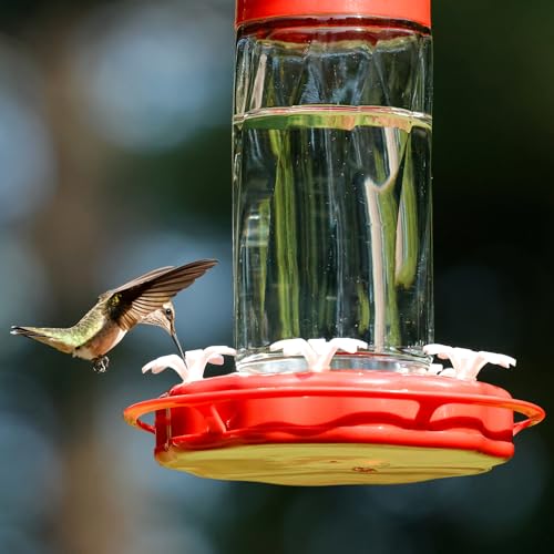 Nature's Way Hanging Glass Hummingbird Feeder for Outdoor Décor, 20 Ounce Capacity Nectar Feeder, Ant Moat, 5 Easy to Clean Flexible Ports, Red - style: 20 Ounce Capacity