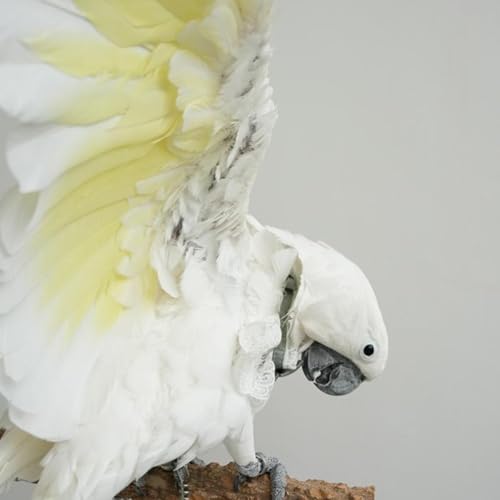Bird Collar, Bird Clothes, Parrot Bird Supplies, Cute Collar for Medium and Large Birds Eclectus Cockatoo African Grey Amazon Bow Tie Scarf Super Cute Costume Photo Prop for Parrots (Black Bow) - style: Black Bow