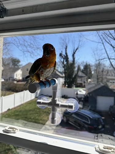 CleanPerch™ Window Bird Perch with Suction Cups. Grooming & Outside Viewing Perch for Parrots, Conures & Small Birds. Window-Mounted Bird Stand (White/Blue, 6") - color: Blue, size: 6"
