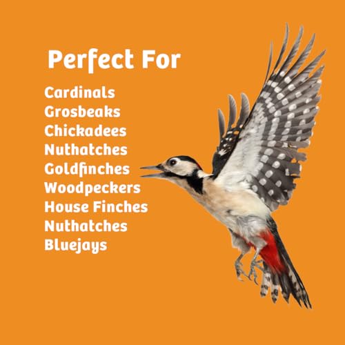 Birds Choice Trailblazin' Spicy Bird Seed | Squirrel Proof Wild Bird Food with Red Pepper | High-Energy Black Oil Sunflower Seeds, Peanuts & Safflower | High Protein & Fat Feeders | 2.5 lbs (2-Pack) | Squirrel Resistant Red Pepper Blend of Black Oil Sunfl