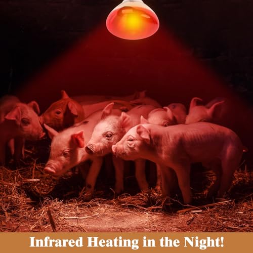 250W Red Heat Lamp Bulbs for Chicken,Infrared Flood Light Heat Lamp Bulb, Incandescent Light Heat Lamps for Chicks, Reptile, Pets, Par38 Glass E26 Base 2PCS - size: Par38 250W 2PCS
