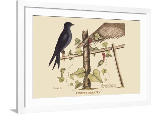 ART.COM Wall Art Print Purple Martin on White Frame by Mark Catesby, 44" x 32" - color: White Frame, size: 36"L x 24"W, style: Framed