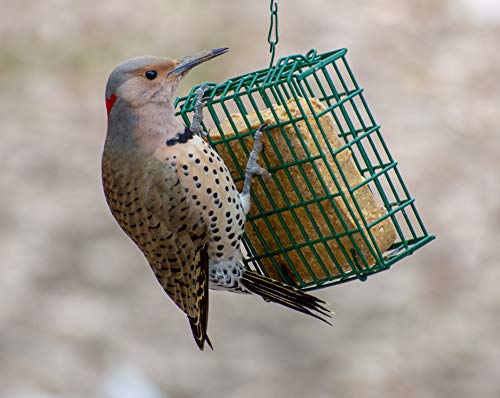 C&S Woodpecker Delight No Melt Suet Dough 11.75 Ounces, 12 Pack - style: Woodpecker 12-Pack