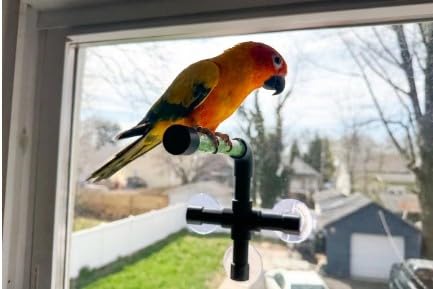 CleanPerch™ Window Bird Perch with Suction Cups. Grooming & Outside Viewing Perch for Parrots, Conures & Small Birds. Window-Mounted Bird Stand (Black/Green, 6") - color: Black/Green, size: 6"