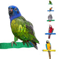 Sweet Feet and Beak Comfort Grip Safety Bird Perch, Medium Pedicure Perch | Made from Bird-Safe Concrete Blend, Promotes Feet, Nails and Muscle Stimulation, 8.5" Perch, Available in 5 Sizes, Green - color: Green, size: Medium 8.5"