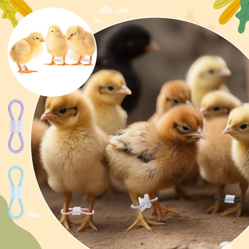 Patelai 100 Sets Baby Chick Leg Bands Splay Hobbles Brace Adjustable Poultry Leg Bands for Newborn Chick Bird Ducks of 1 to 3 Days Newly Hatched