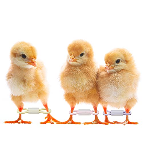 Patelai 50 Sets Baby Chick Leg Bands Splay Hobbles Brace Adjustable Poultry Leg Bands for Newborn Chick Bird Ducks of 1 to 3 Days Newly Hatched