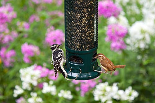 Squirrel Buster Legacy Squirrel-Proof Bird Feeder for Wild Birds – 4 Metal Removable Perches, 2.6 lb Seed Capacity, Chew-Proof Design, Easy to Clean, Green | Four removable metal perches, chew-proof construction, tool-free cleaning - size: 1 Pack