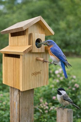 Bird House for Bluebird, Finch, Wren, Chickadee, Tree Swallow, Wild Birds, Woodpecker, Outdoor Nesting Box, Easy-to-Open (Unfinished DIY) - style: Unfinished DIY
