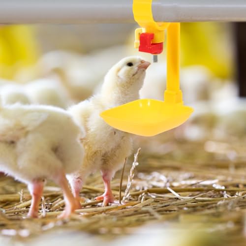 10PCS Chicken Water Cups Dispenser Set Sturdy Poultry Drinking Cups Easy to Install Suitable for Backyard Chickens Adjustable Height and Steel Ball Design