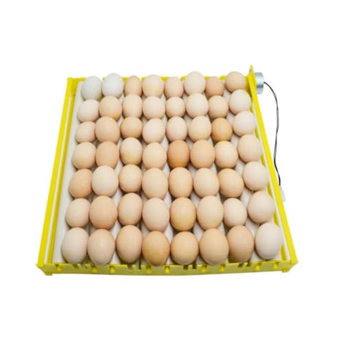 Fully Automatic Egg Incubation Tray,Household Egges Incubator Plate Automatic Chicken Eggss Turning Tray Mini Incubator Hatcher Auto Eggs Turner with Motor for Chicken Duck Quail Egg(12V)
